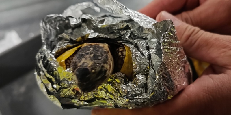 HZA-M: Sieben lebende Tunesische Landschildkröten im Handgepäck entdeckt - Foto: presseportal.de