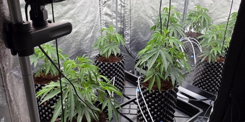 POL-RE: Gladbeck: Cannabisplantage entdeckt - Foto: presseportal.de