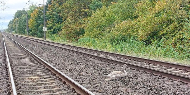 BPOL-HST: Jungen Schwan gerettet - Foto: presseportal.de