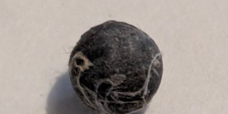 LPI-G: Verstoß gegen das Tierschutzgesetz - Polizei bittet um Mithilfe - Foto: presseportal.de