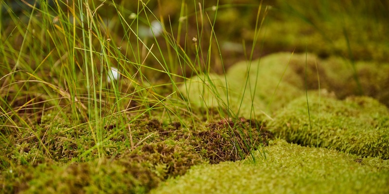 Vergölst unterstützt Torfmoosprojekt am Steinhuder Meer - Foto: presseportal.de