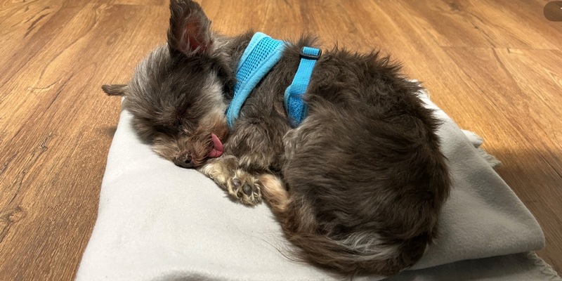 POL-FR: Jestetten: Ausgesetzter Hund in Katzenbox - Polizei sucht Zeugen - Foto: presseportal.de