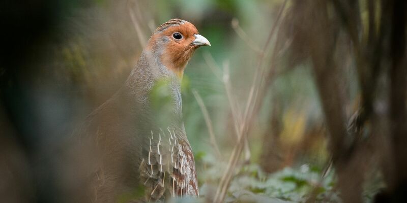 Ein Rebhuhn im Gehege des Zoologischen Gartens Wilhelma - Foto: Sina Schuldt/dpa