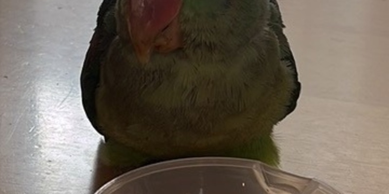 POL-PDLD: Tierischer Zuwachs - Foto: presseportal.de