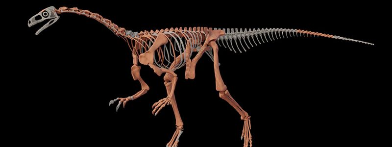 Knochen des Dinosauriers Huayracursor jaguensis - Foto: ---/CONICET Argentina/dpa
