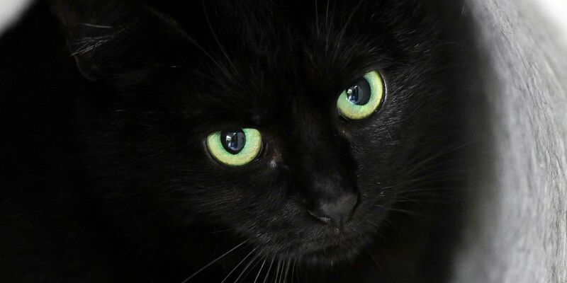 Bis zum 1. November dürfen im städtischen Tierheim der katalanischen Gemeinde keine schwarzen Katzen vermittelt werden. (Symbolbild) - Foto: Soeren Stache/dpa