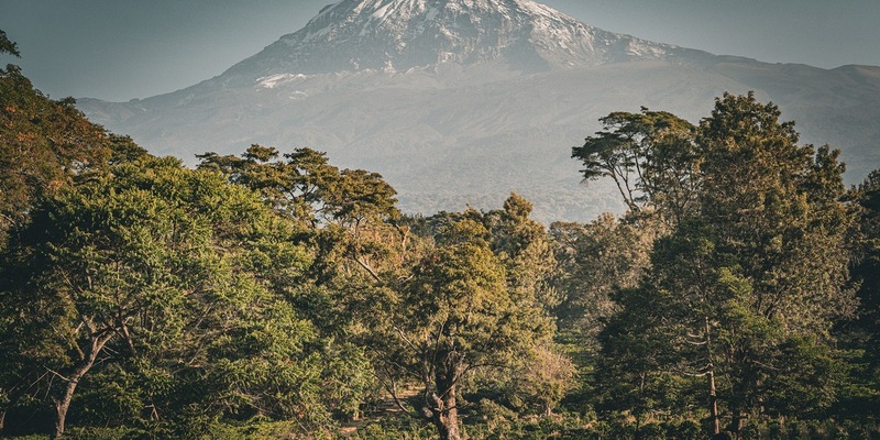 Safari trifft Kaffee: Die Schönheit der Tierwelt Tansanias erleben und besten Kaffee kennenlernen - Foto: presseportal.de