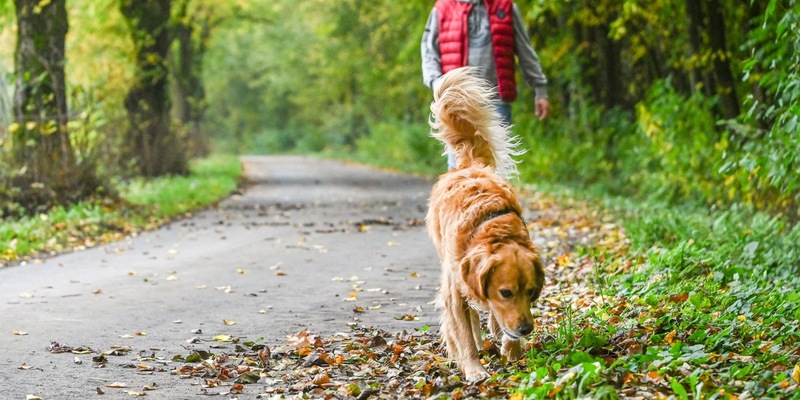 Nasses Herbstlaub bringt Passanten ins Rutschen: Wer haftet bei Unfällen? - Foto: presseportal.de
