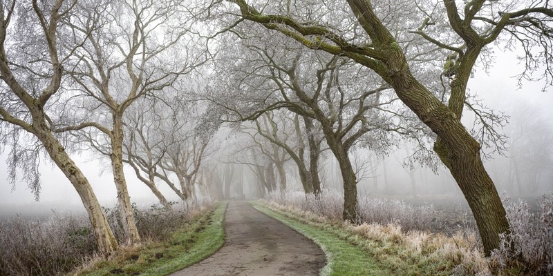 Allee des Jahres 2025 in Niedersachsen / Doppelerfolg für Leybuchtpolder - Foto: presseportal.de