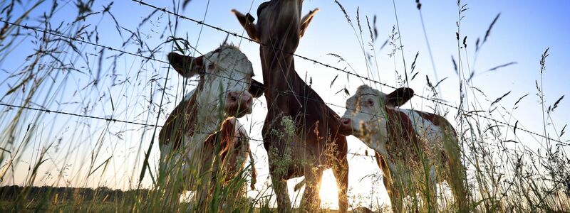Für viele Verbraucherinnen und Verbraucher spielt Tierwohl eine wichtige Rolle. (Symbolbild) - Foto: Karl-Josef Hildenbrand/dpa