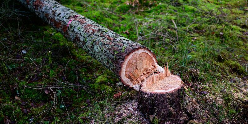 Manche würden die EU-Entwaldungsverordnung gerne zum Fallen bringen. (Symbolbild)  - Foto: Philipp Schulze/dpa