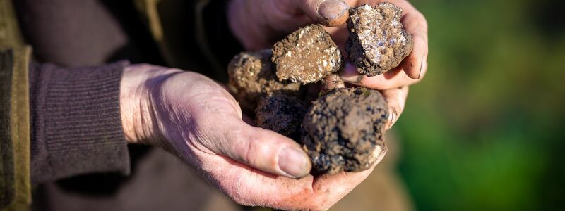 Ein Trüffelbauer in Niedersachsen hält auf seiner Plantage geerntete Pilze in der Hand. (Archivbild) - Foto: Moritz Frankenberg/dpa