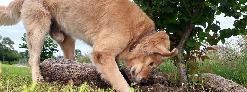Hunde bekommen bei der Trüffelernte zum Einsatz - hier ist ein Golden Retriever Trüffelspürhund in Baden-Württemberg. (Archivbild)  - Foto: Uli Deck/dpa