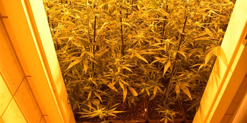 POL-AC: Cannabisplantage in der Innenstadt - Polizei nimmt Mann vorläufig fest - Foto: presseportal.de