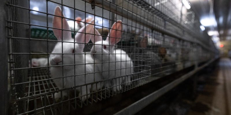 Tierquälerei mit System: Kaninchen aus der größten Zucht Deutschlands im Asamhof missbraucht - Staatsanwaltschaft Augsburg nimmt Ermittlungen auf - Foto: presseportal.de