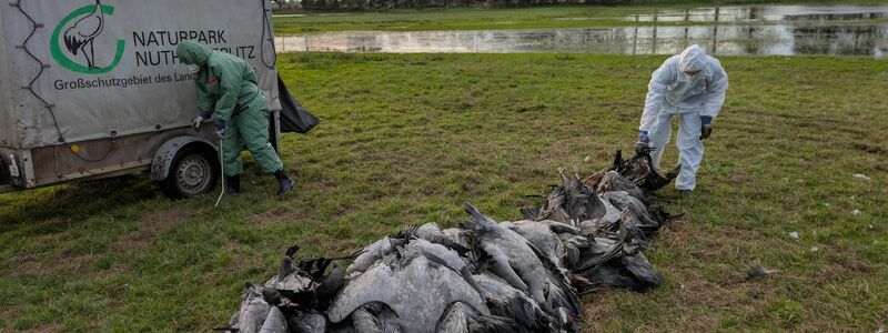 In den deutschen Rastgebieten der Kraniche sterben derzeit viele Tiere an der Vogelgrippe.  - Foto: Nobert Schneeweiß/Artenkompetenzzentrum Rhinluch/dpa