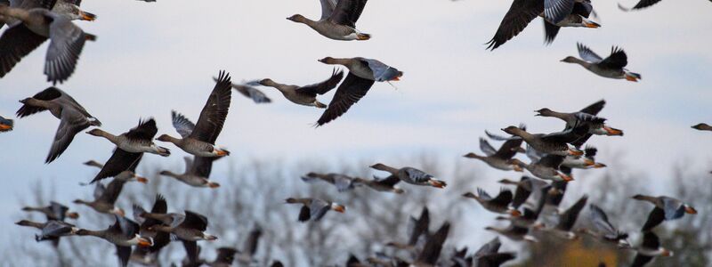 Mit dem Vogelzug erhöht sich alljährlich im Herbst die Gefahr, dass auch das Vogelgrippe-Virus eingeschleppt wird. (Symbolbild) - Foto: Klaus-Dietmar Gabbert/dpa