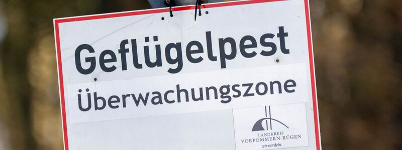Nach Vogelgrippe-Ausbrüchen in zwei Geflügelhaltungen in Vorpommern mussten rund 150.000 Tiere gekeult werden. (Archivbild) - Foto: Stefan Sauer/dpa