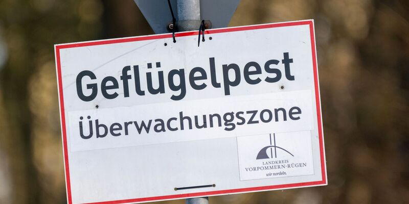 In Baden-Württemberg sind erste Fälle der Vogelgrippe nachgewiesen worden. (Symbolbild) - Foto: Stefan Sauer/dpa