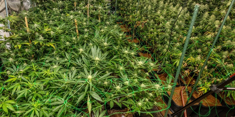 POL-E: Essen: Polizei entdeckt Cannabis-Plantage - vier Personen festgenommen - Foto: presseportal.de