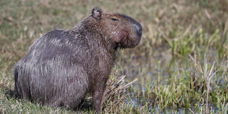Capybara und andere Wildtiere wurden bei der Operation beschlagnahmt. (Archivbild) - Foto: picture alliance / dpa