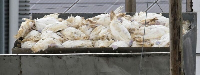 Wenn in einem Geflügelbetrieb die Vogelgrippe nachgewiesen wurde, müssen alle Tiere vorsorglich getötet und vernichtet werden. Die Tierseuchenkasse leistet Entschädigungszahlungen. (Illustration)    - Foto: Michael Bahlo/dpa