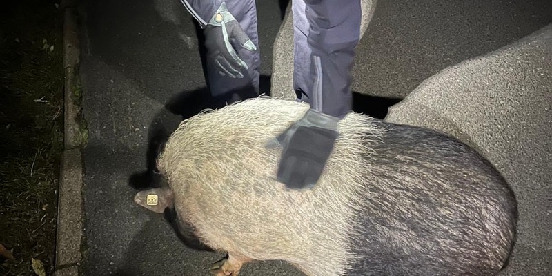 POL-HB: Nr.: 0715 --Schwein gestellt - Fluchtgeschwindigkeit: gemütlich-- - Foto: presseportal.de