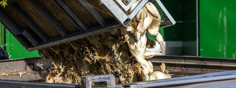Wegen der Geflügelpest müssen in Deutschland derzeit viele Tausend Hühner, Gänse, Enten und Puten gekeult werden.  - Foto: Frank Hammerschmidt/dpa