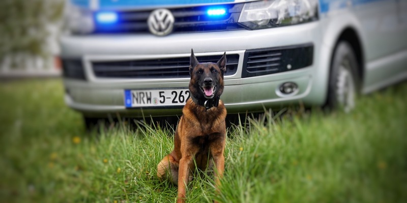 POL-HA: Diensthund Horst stellt Metalldiebe auf Firmengelände - Foto: presseportal.de
