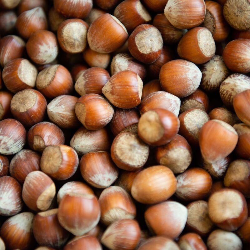 Die Haselsnussernte ist in Italien so schlecht ausgefallen wie seit Jahrzehnten nicht mehr. (Archivbild) - Foto: Lisa Ducret/dpa