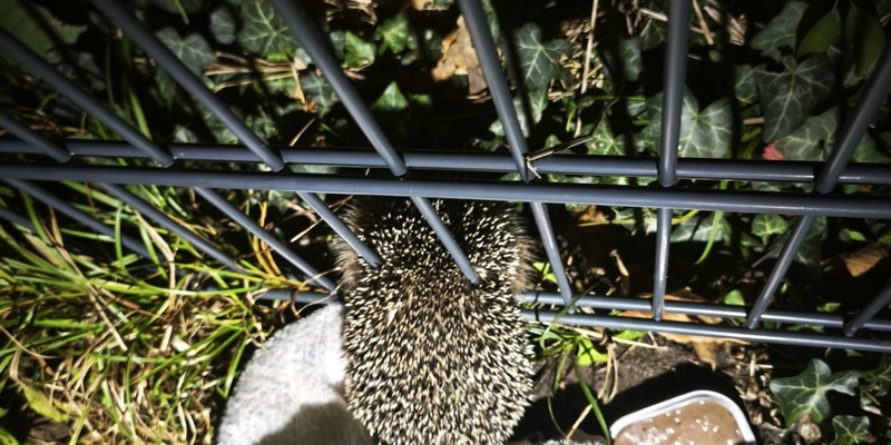 FW Celle: Feuerwehr befreit Igel - Foto: presseportal.de