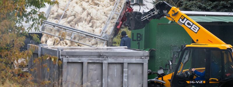 Unzählige Gänse und Enten mussten aufgrund des Vogelgrippe-Ausbruchs in Agrarbetrieben bereits getötet werden.  (Archivbild) - Foto: Christophe Gateau/dpa