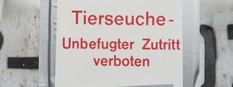 Die Geflügelpest versetzt Behörden und Landwirte in Alarmbereitschaft. (Archibbild) - Foto: Matthias Bein/dpa