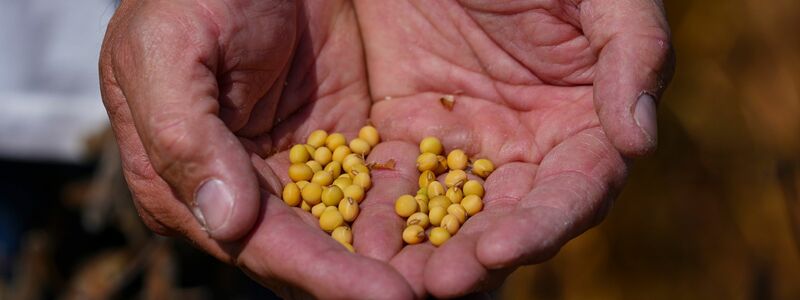 Sojabohnen-Farmer in den USA hatten die ausbleibenden Käufe aus China beklagt.  - Foto: Michael Conroy/AP/dpa