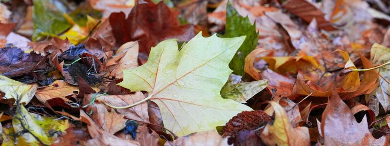 Der «Goldene Herbst» kam kaum zum Vorschein - die Sonne schien deutlich zu wenig.  - Foto: Soeren Stache/dpa
