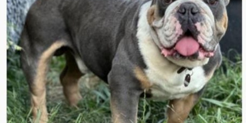 LPI-NDH: Hund entlaufen - Zeugenaufruf - Foto: presseportal.de