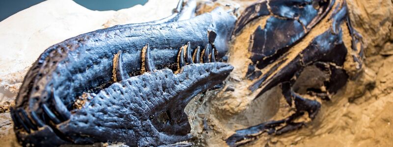 Bisher galten Fossilien von Nanotyrannus lancensis vielen Wissenschaftlern als eine jugendliche Form des T-Rex.  - Foto: NC Museum of Natural Sciences/Nature/dpa