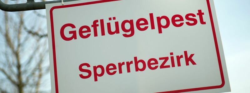Das Friedrich-Loeffler-Institut für Tiergesundheit rechnet mit einem Andauern der Geflügelpest und einer Ausdehnung auch weiter nach Süden. (Illustration)   - Foto: Arno Burgi/dpa-Zentralbild/dpa