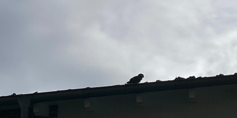 FW Bocholt: Papagei auf Abwegen - Foto: presseportal.de