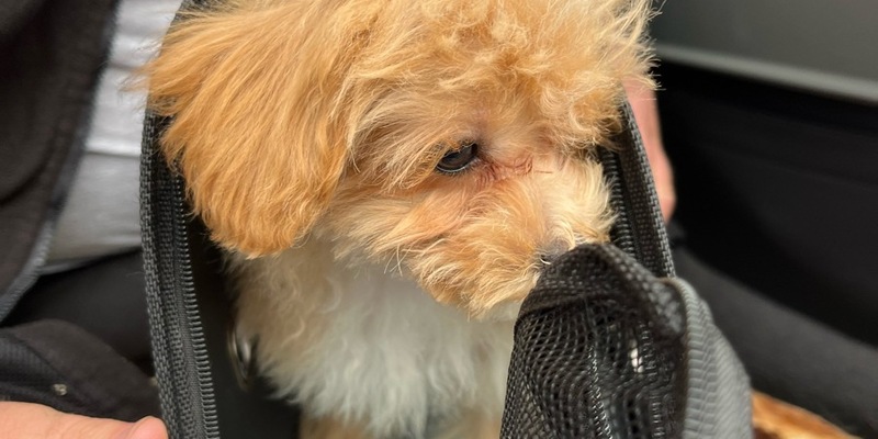 POL-FR: Aufmerksamer Zeuge ruft die Polizei - illegaler Welpenhandel gestoppt - Foto: presseportal.de