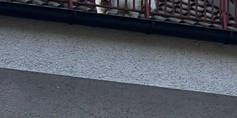 FW-M: Hund auf dem Dach (Milbertshofen) - Foto: presseportal.de