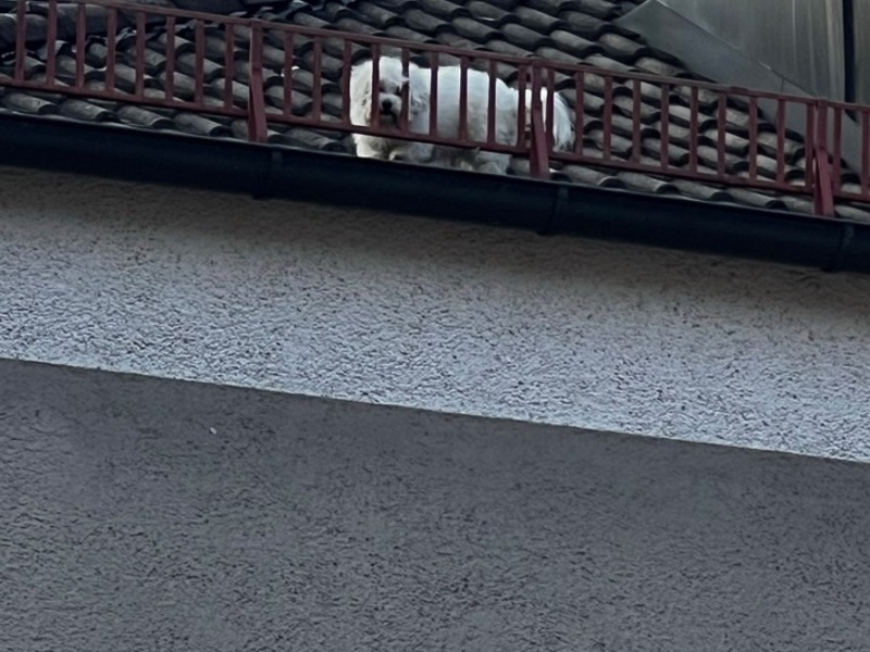 FW-M: Hund auf dem Dach (Milbertshofen) - Foto: presseportal.de