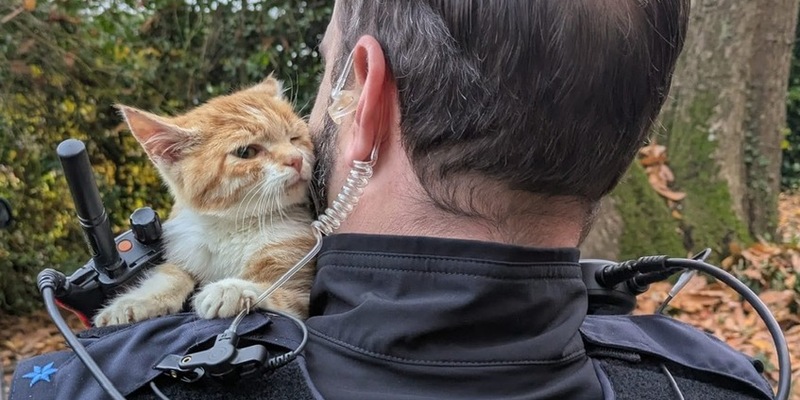 POL-KI: 251104.2 Preetz: Wer vermisst diese neugierige Fellnase? - Foto: presseportal.de