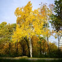 Eine Zitterpappel (Populus tremula) - auch Espe oder Aspe genannt - steht an einem Parkplatz. Die Zitterpappel ist Baum des Jahres 2026.  - Foto: Julian Stratenschulte/dpa