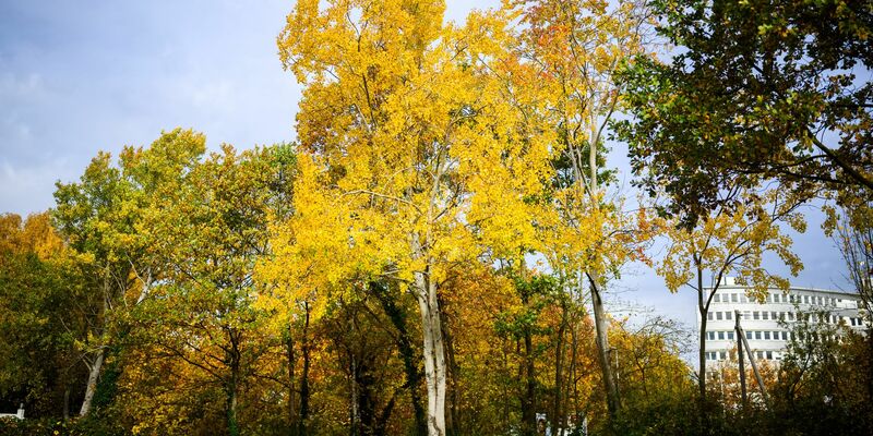Eine Zitterpappel (Populus tremula) - auch Espe oder Aspe genannt - steht an einem Parkplatz. Die Zitterpappel ist Baum des Jahres 2026.  - Foto: Julian Stratenschulte/dpa