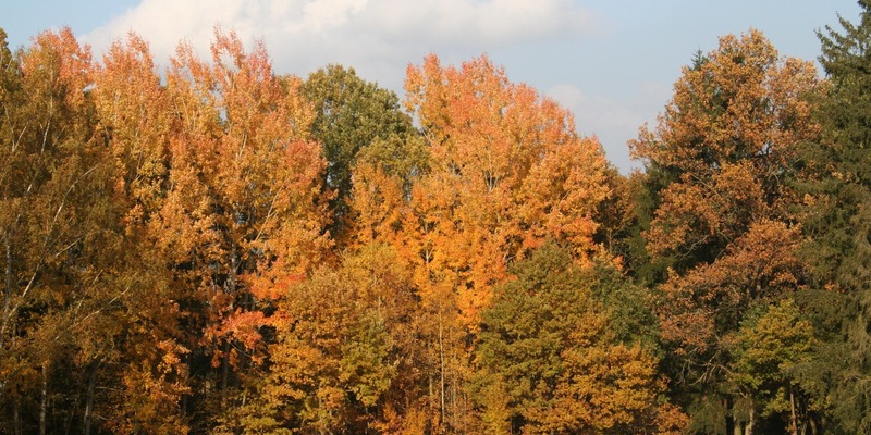 Baum des Jahres 2026 gewählt: Zitterpappel als wertvolle Pionierin ausgezeichnet - Foto: presseportal.de