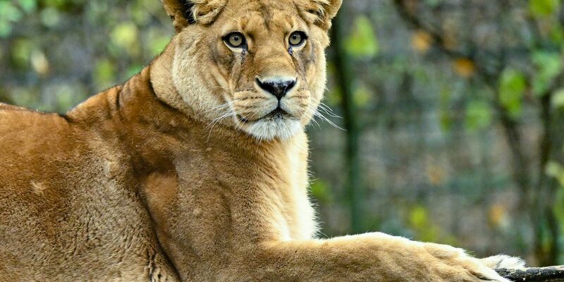 Gibt es für die fünf verbleibenden Löwen noch Hoffnung? (Archivbild) - Foto: Patrick Pleul/dpa