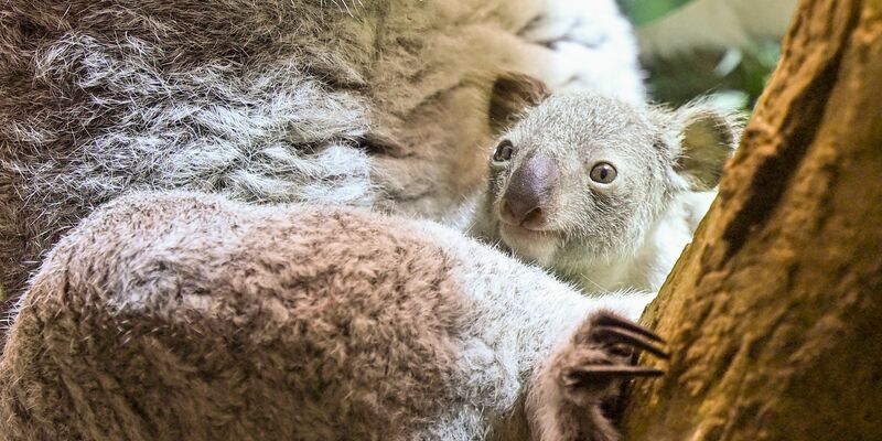 Ein kleines Koala-Jungtier wächst im Zoo Leipzig heran. - Foto: Jennifer Brückner/dpa