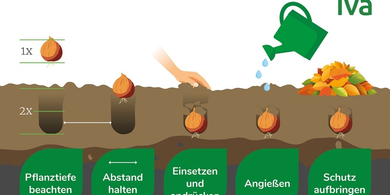 Blumenzwiebeln richtig pflanzen: Jetzt die Blütenpracht von morgen vorbereiten - Foto: presseportal.de