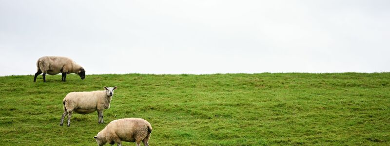 Auf Deichen sind Regelungen zum Schutz der Weidetiere schwieriger - und deshalb sollen dort Wolfs-Abschüsse leichter möglich werden. - Foto: Lars Penning/dpa